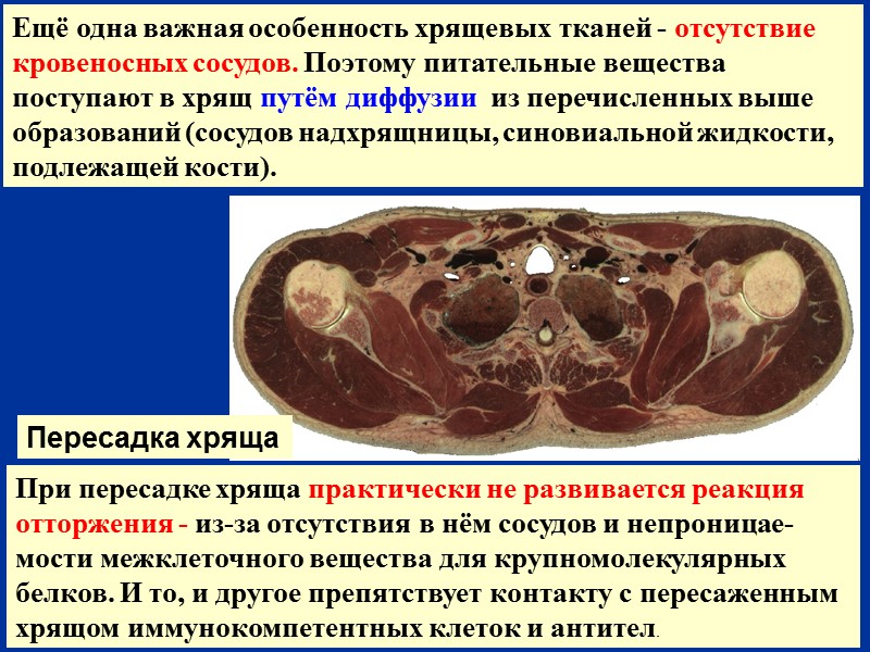 При пересадке хряща практически не развивается реакция отторжения - из-за отсутствия в нём сосудов